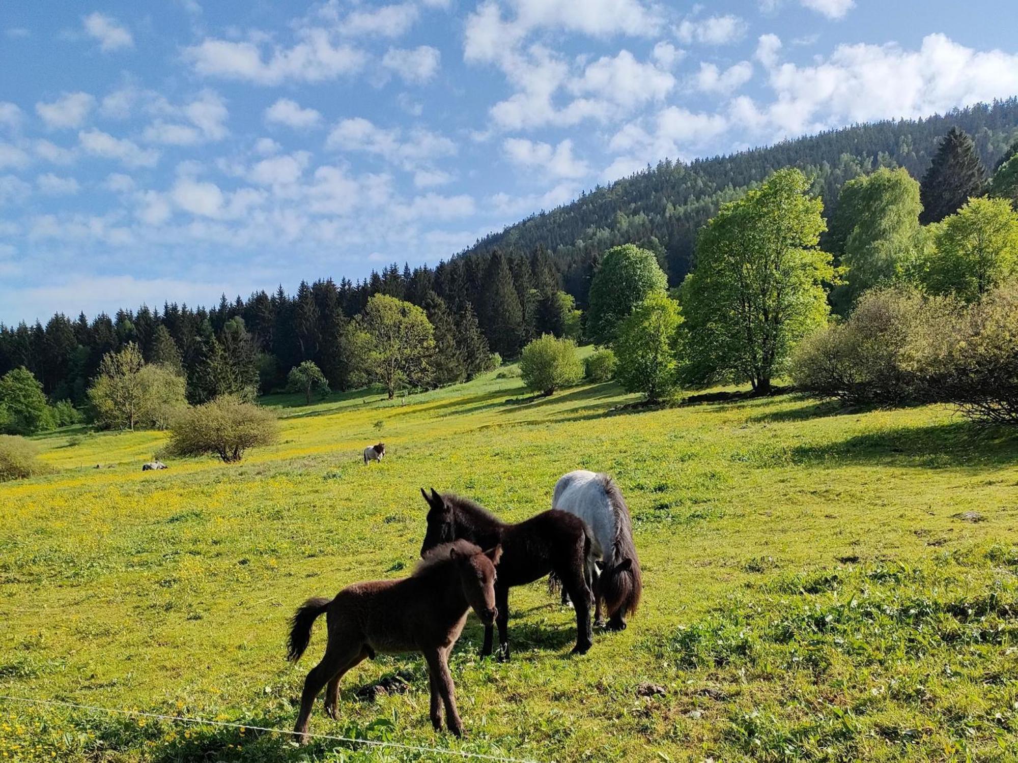 Vacation Home Am Hermannsberg, Oberschoenau Oberschonau Zewnętrze zdjęcie